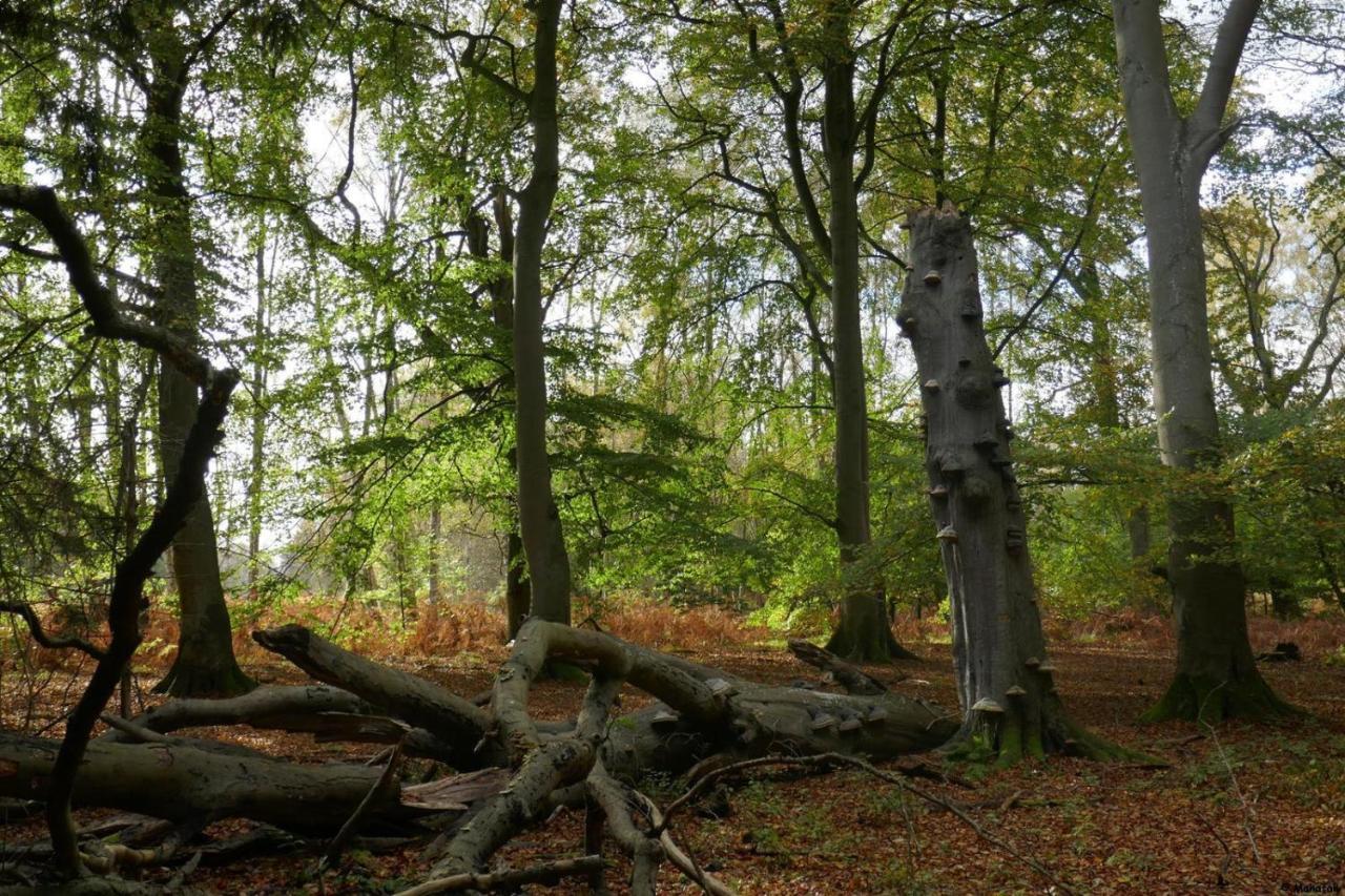 "Balmgarten" Im Naturpark Usedom, Bio Solarhaus Mit Grossem Garten Εξωτερικό φωτογραφία